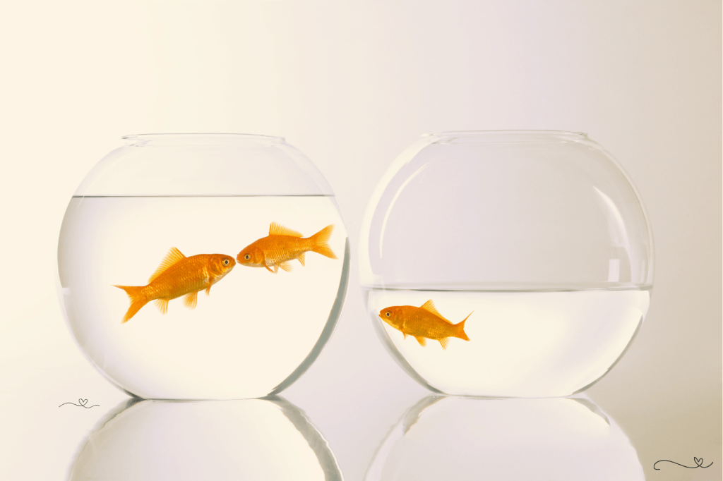 Why People Get Jealous - Goldfish alone in one bowl staring at two goldfish together in another bowl