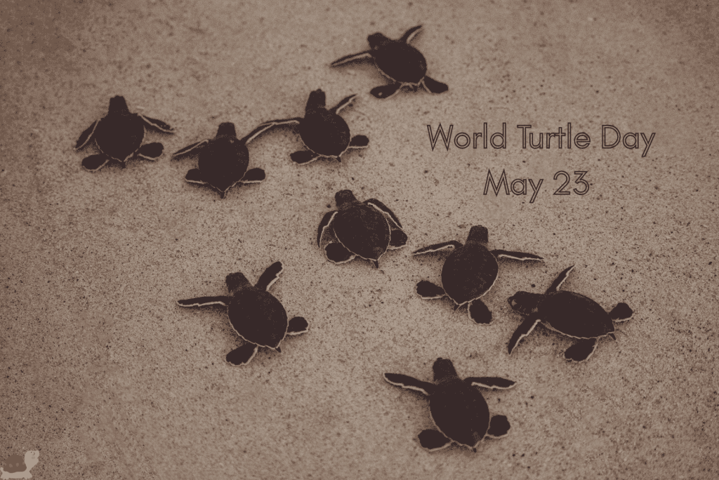 Turtle in human culture - Baby turtles crawling across sand for World Turtle Day, May 23