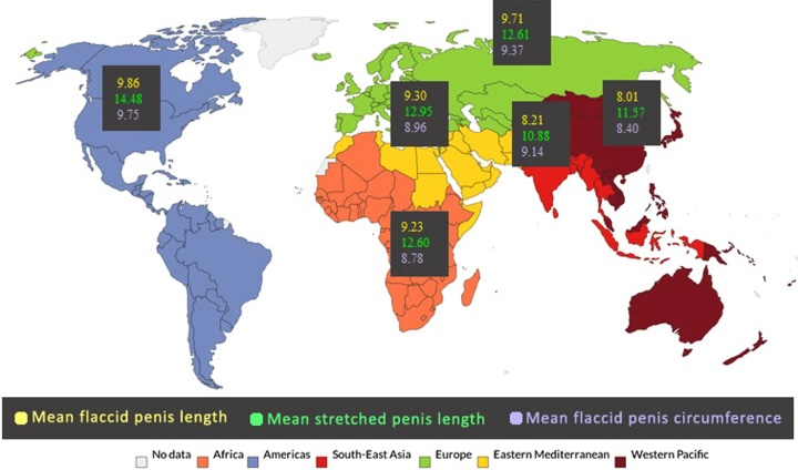 World map displaying average flaccid length, stretched length, and circumference of penises by region.