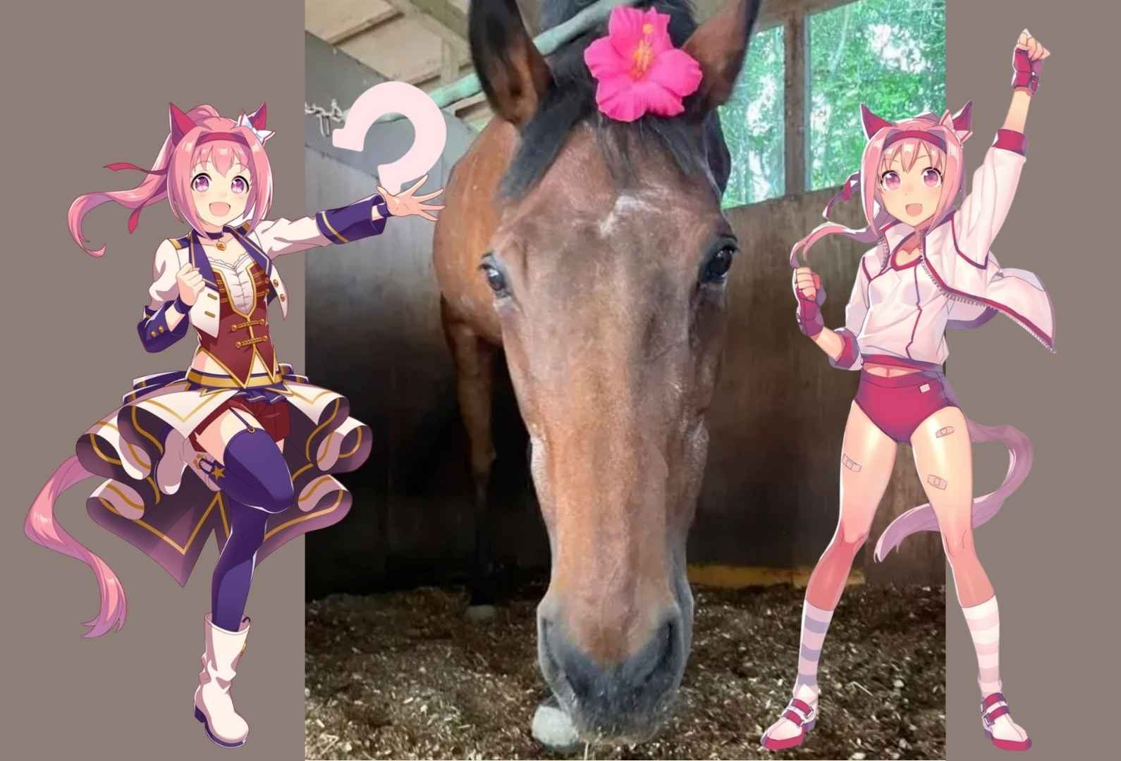 Cinderella Gray female rivalry- Haru Urara tribute collage with the real Japanese racehorse in her stable, framed by her Uma Musume anime versions in pink outfits.