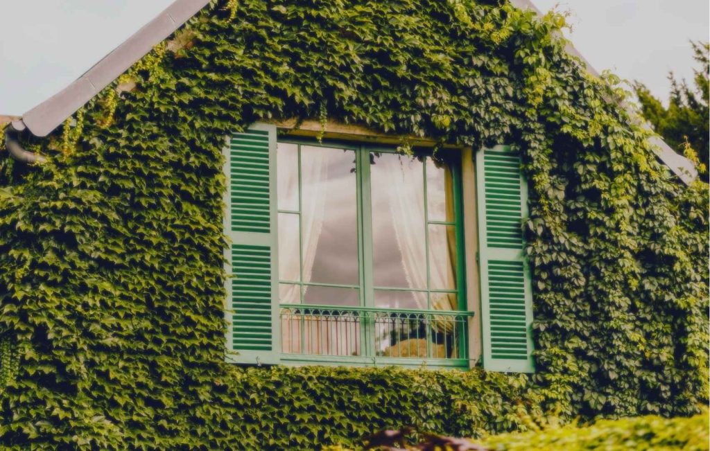 A house covered in ivy with green shutters and a window partially hidden by climbing vines